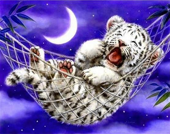Baby White Tiger Yawning