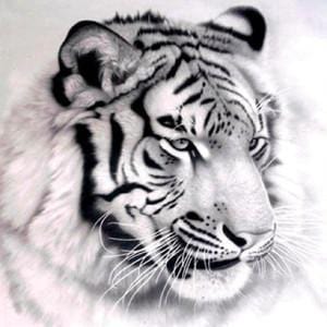 Black and White Stripes