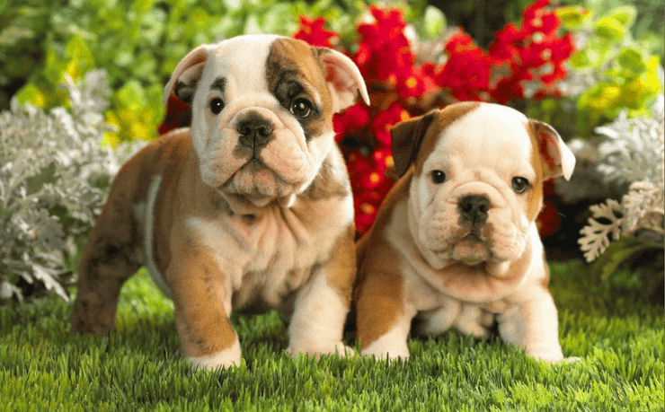Puppy Garden