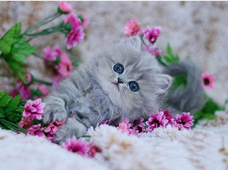 Pink Kitty Love